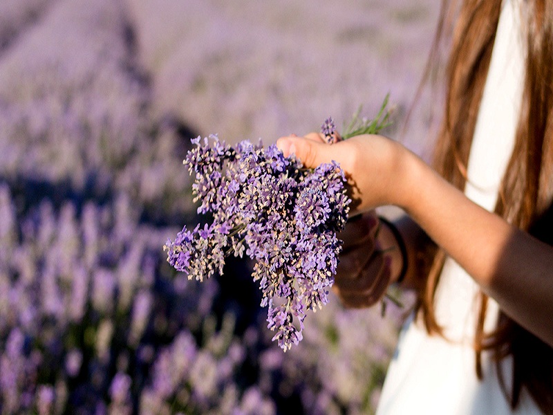 Smoking Lavender: Overview, Benefits, and Side Effects in Daily Life