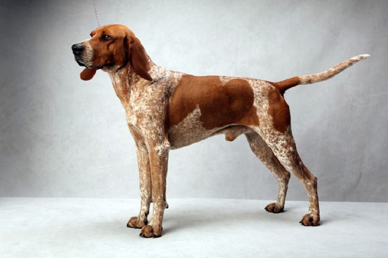 American English Coonhound: All You Need to Know in 2022