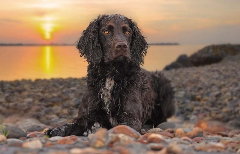 American Water Spaniel: A Dog Breed Info