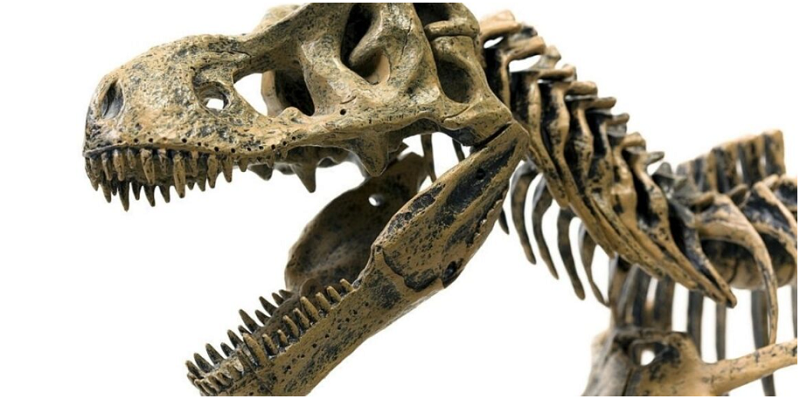 Dinosaur Shocking Things to Know: Dinosaur Has 500 Teeth