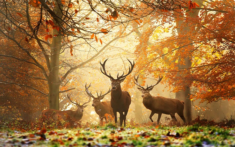 Autumn season fauna