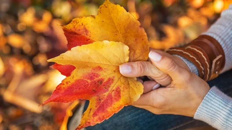 Different Facts and Characteristics About the Autumn Season