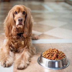 ￼Top 8 Tips to Be a Healthier Dog